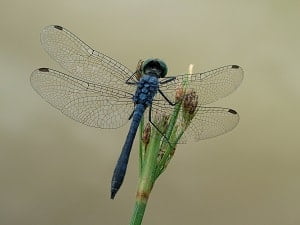 Libellules