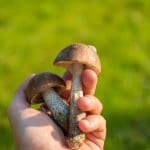 champignons