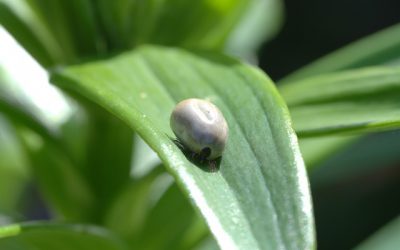 Maladie de Lyme : attention aux tiques !