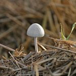 champignon