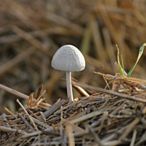 champignon