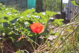 prevalaye paysanne potager_coquelicot
