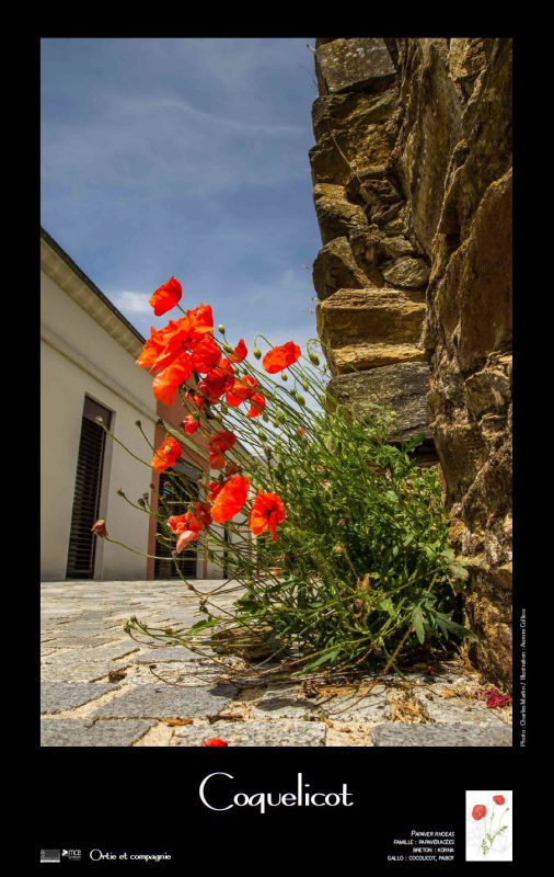 expo_ortie-et-compagnie-panneau-coquelicot