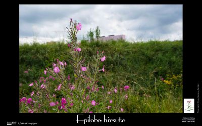 Nouveauté ! Ortie et compagnie : un livret et une exposition