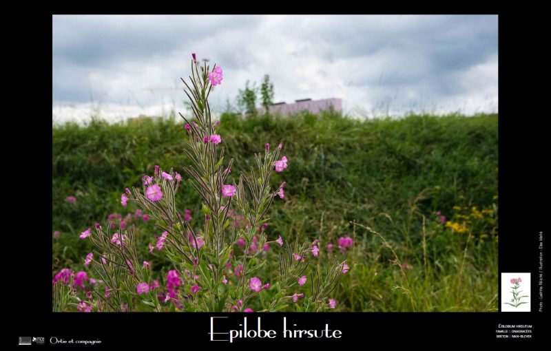 expo_ortie-et-compagnie-panneau-epilobe expo_ortie-et-compagnie-panneau-epilobe