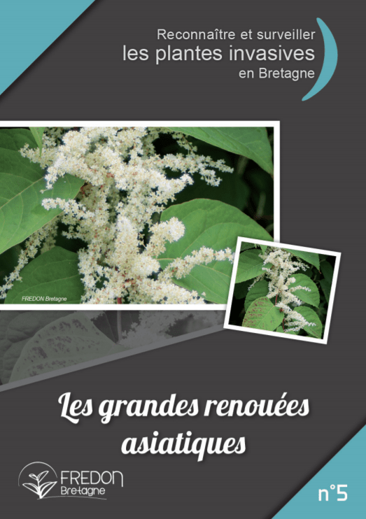 Plaquettes d'information sur les plantes exotiques envahissantes - S199 -  Mce