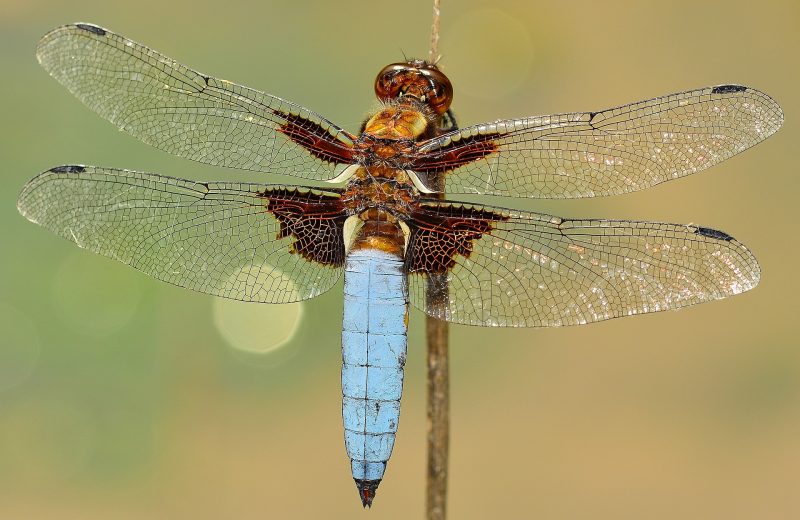 insecte_libellule