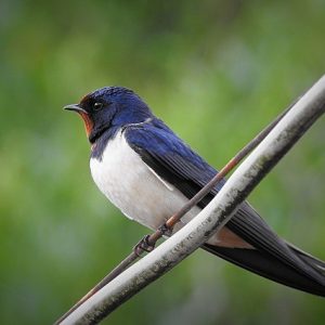 oiseau_hirondelles