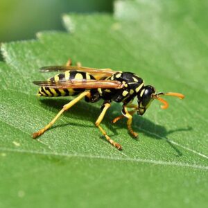 insecte-guepe