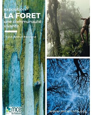 La forêt, une communauté vivante