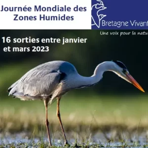 Bretagne-vivante_sorties-oiseaux-migrateurs2023