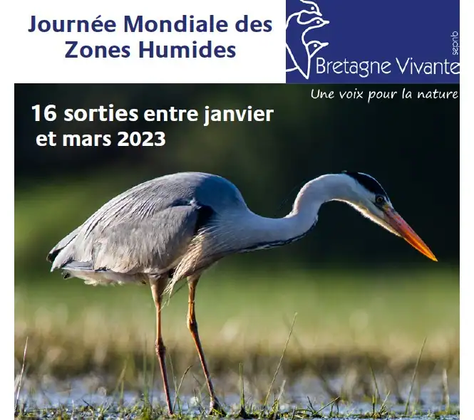 Bretagne-vivante_sorties-oiseaux-migrateurs2023