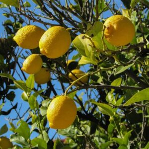 arbre-citronnier