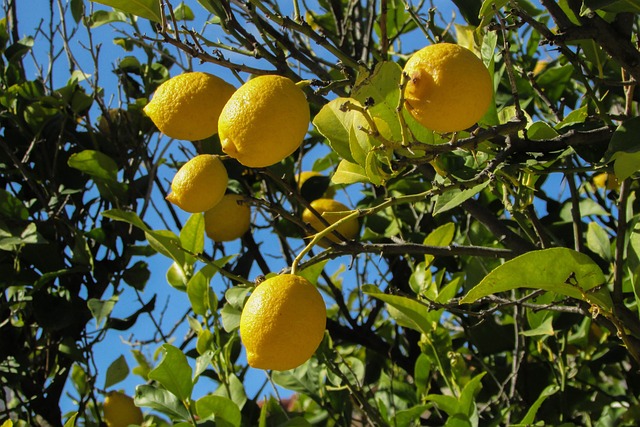 arbre citronnier agrumes