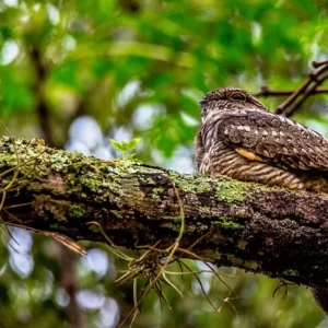 oiseau_engoulevent