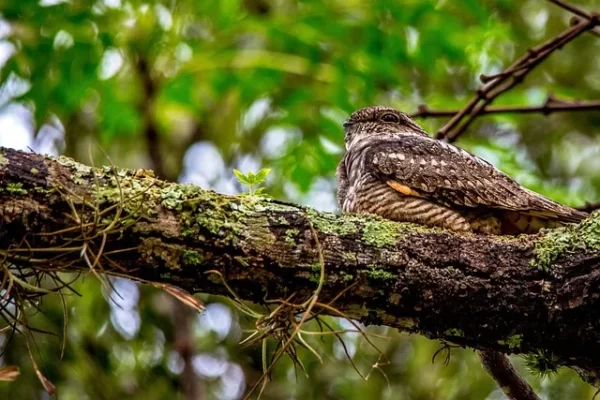 oiseau_engoulevent