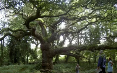 L’inventaire des arbres remarquables de Bretagne 2023