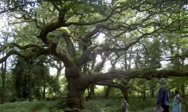 L’inventaire des arbres remarquables de Bretagne 2023