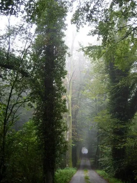 arbres remarquables bretagne mce rennes