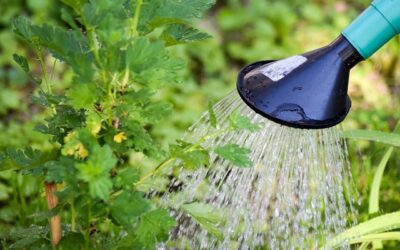 Gestion de l’eau au jardin : 2 ateliers
