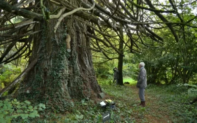 Devenez enquêteur arbres remarquables de Bretagne 2023 !