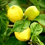 agrume arbre citronnier
