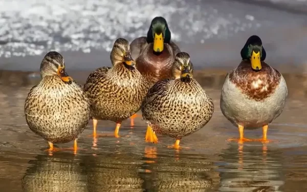 oiseau canards col vert oiseaux migrateurs sortie ornithologique domaine de Careil
