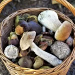 champignons-panier