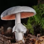 champignons