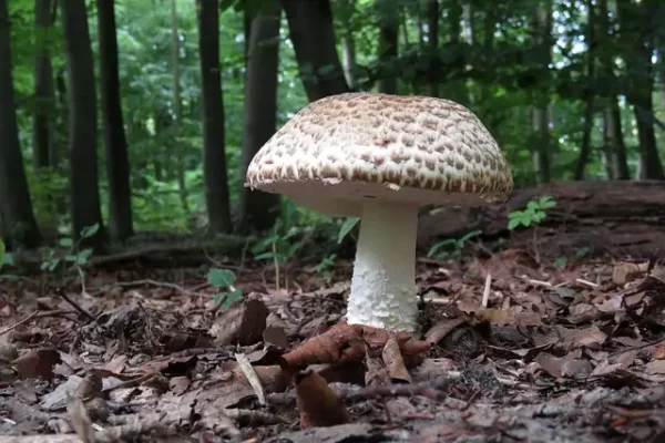 champignons