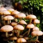 champignons sortie mycologique