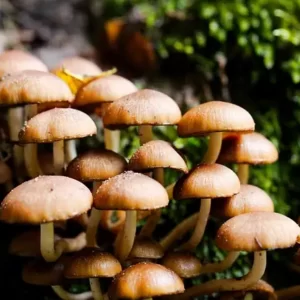 champignons sortie mycologique