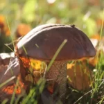 champignons sortie mycologique