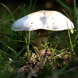 champignons