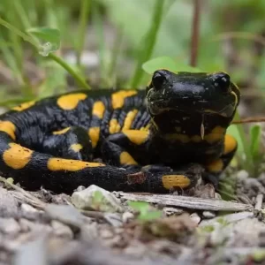 la nuit des dragons salamandre amphibiens