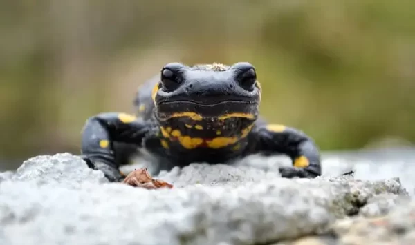 le temps de la mare salamandre