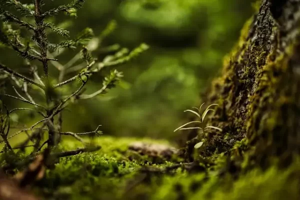 Plantation d'une forêt