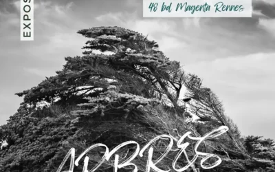 Les arbres bretons en photos : nouvelle exposition à la Mce