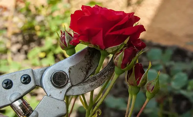 taille des rosiers outils du jardinier secateur