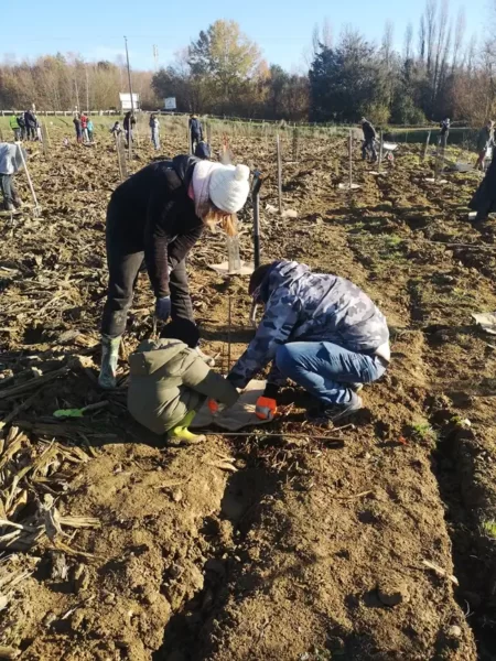 semaine de l'arbre plantation
