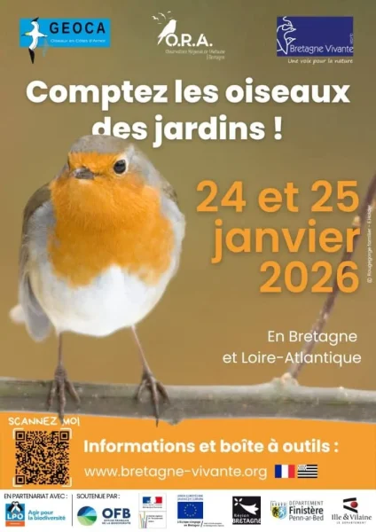 comptage des oiseaux des jardins