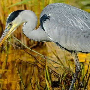 découverte nature oiseau héron oiseaux migrateurs sortie ornithologique