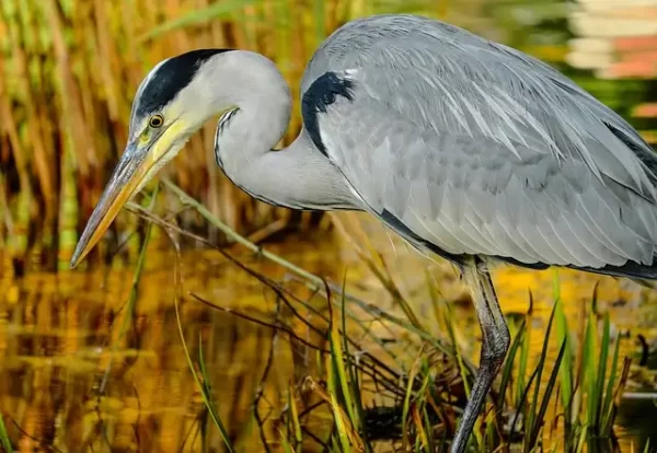 découverte nature oiseau héron oiseaux migrateurs sortie ornithologique
