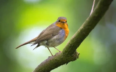 Oiseaux des jardins : et si vous participiez au comptage 2026 ?