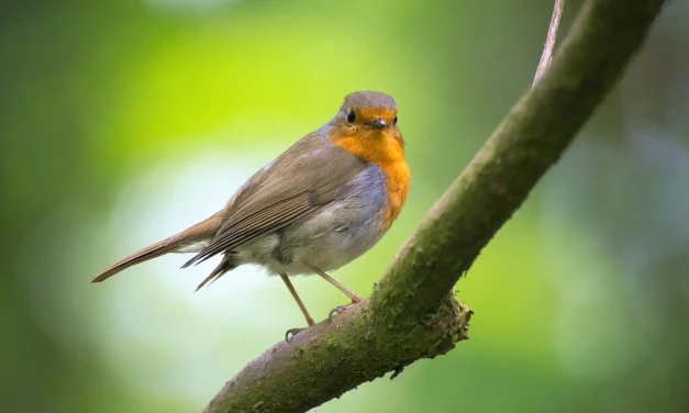 Oiseaux des jardins : et si vous participiez au comptage 2026 ?