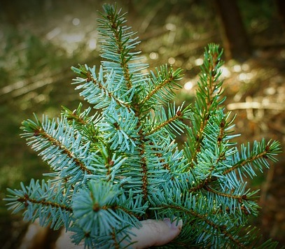 sapin malin