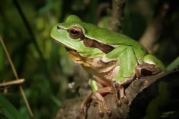 mare grenouille rainette
