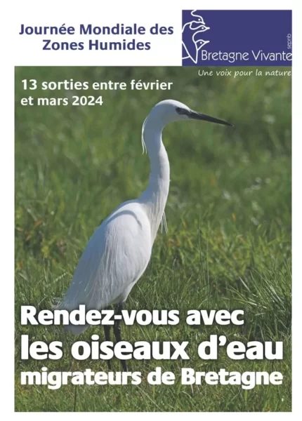 oiseaux-deau-migrateurs-Bretagne-vivante