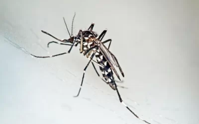 Moustique tigre : tous concernés au jardin !