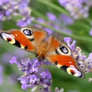 prospection entomologique insectes_papillons de jour